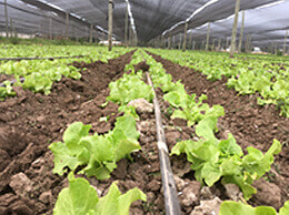 Sucy Ensaladas Practicas